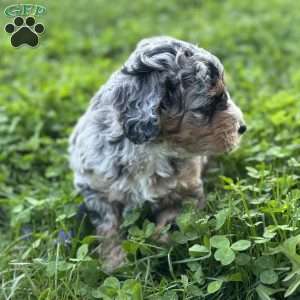 Moana, Mini Bernedoodle Puppy